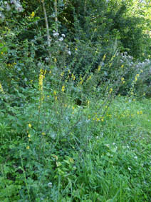 Achillea millefolium